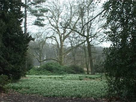 Museum Insel Hombroich : Märzenbecherblüte im Frühjahr